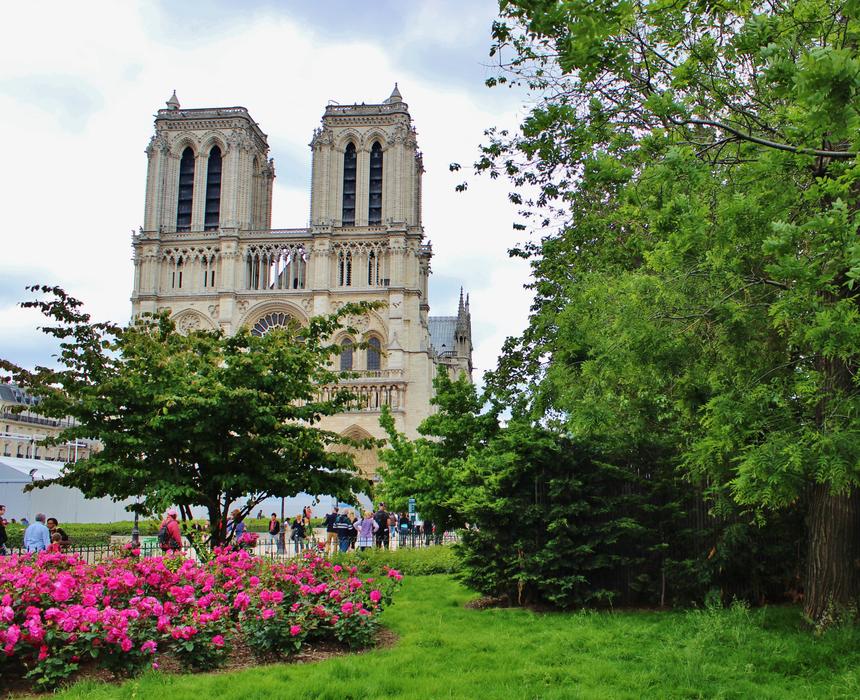 blooming flowers against the background of Notre Dame in Paris