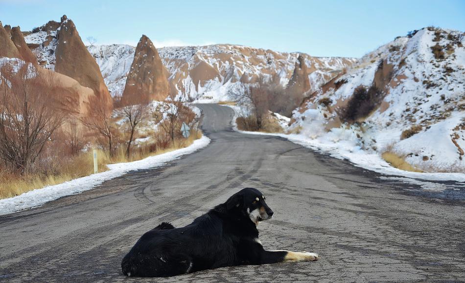the dog lies on the road in winter