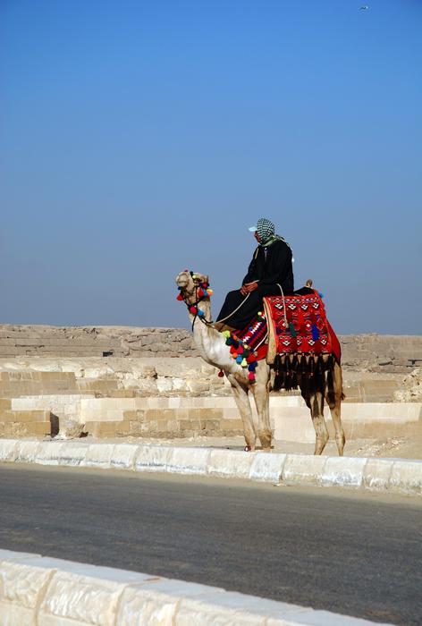 man on a camel near the road in an egyptian landscape
