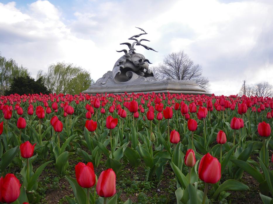 red Tulips and monument in Texas