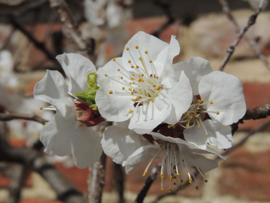 Cherry Blossoms Mount