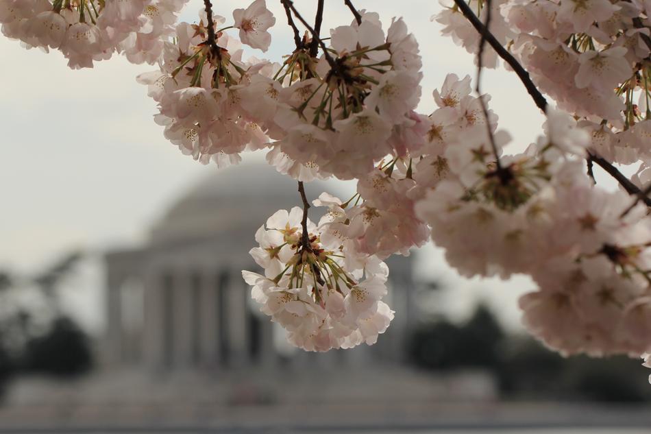 view from behind the cherry blossoms at the Jefferson memorial