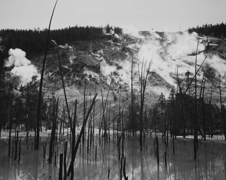 black and white photo of trees on a mountain background