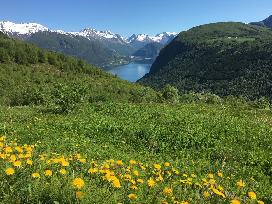 Beautiful landscape of the green mountains with yellow flowers and snow, around the water, under the blue sky