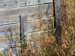 History Rustic wood on Farm