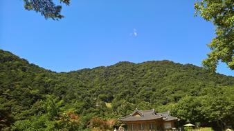 Forest Temple Pagoda