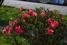 Landscape of Paranapiacaba flowers