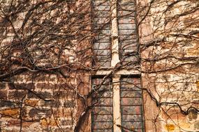 dry ivy on an old brick facade