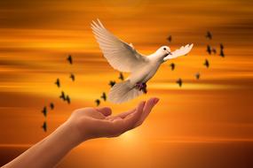 white dove takes off from his hand against a golden sky