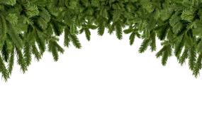 green spruce branches on top of the frame