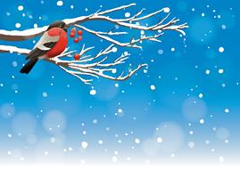 red bird robin on tree christmas background