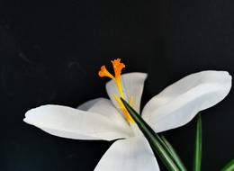 closeup photo of white Crocus Flower