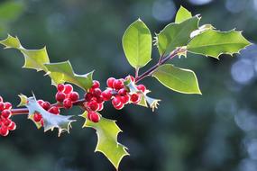 holly branch with red berries on blurred background