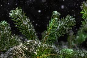 fluffy snow on spruce branches