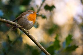 robin bird with orange breast on a branch