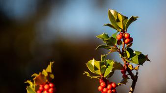 amazing Holly Fruit Branch