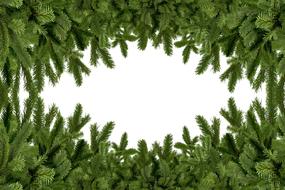 green coniferous frame as background