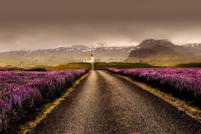 empty road through blooming meadow to distant church at foggy mountains,Iceland