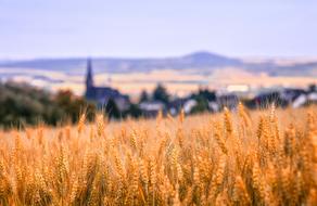 cornfield near the town
