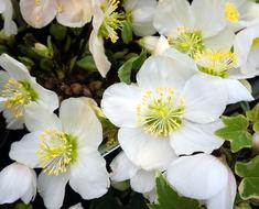 White flowers of christmas Rose