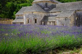 lavender field near the medieval church