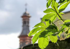 Chestnut Leaves at church tower