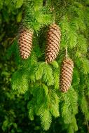 Pine Cones Christmas