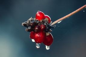 beautiful Holly Drip Rain