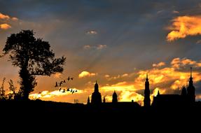 silhouettes of trees and mosques on the background of sunset