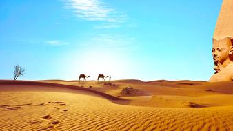 two walking camels in Sahara