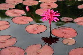 red Lotus Kite Water