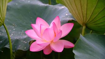 pink flower and green leaves of Lotus close up