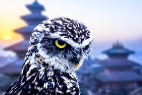 portrait of Owl in City