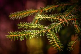 Close-up of the beautiful, green fir tree branches, at colorful background with the bokeh lights