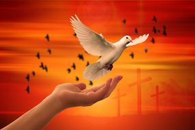 white dove in hands as a symbol of faith