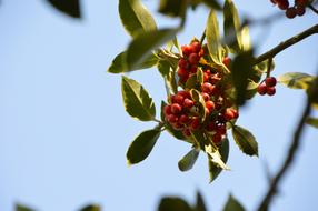 Holly Tree Festival berry