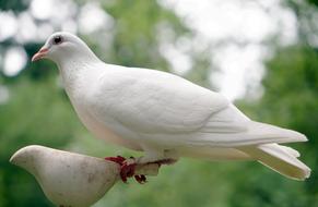 beautiful Dove Bird