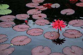 red Lotus, flowers and leaves on water