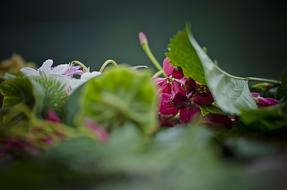 branch with green leaves and red flowers on a blurred background