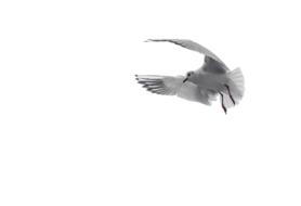 flying dove on white background