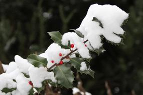 common holly in first snow