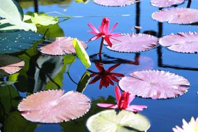 amazing Water Lilies