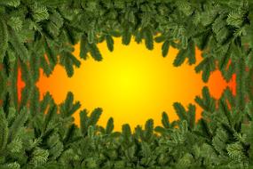 green branches of spruce on a yellow-orange background