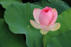 Kite Lotus Water