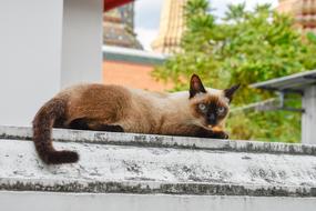 Cat Thai