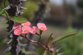 Christ Crown, Desert plant in bloom