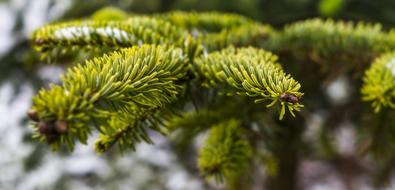 Close-up of the beautiful, green and yellow needles of the Christmas tree, in winter