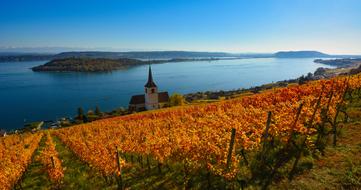 Beautiful vineyard near the lake of Biel Bienne in Ligerz, Switzerland