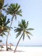 Palm Tree Sea View