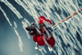 red berries on a branch in the rain